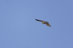 Sparrowhawk in Flight