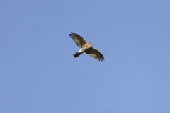 Sparrowhawk in Flight