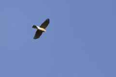 Sparrowhawk in Flight