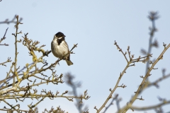 Male Reed Bunting