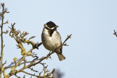 Male Reed Bunting