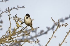 Male Reed Bunting