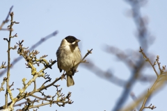 Male Reed Bunting