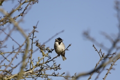 Male Reed Bunting