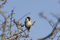 Male Reed Bunting