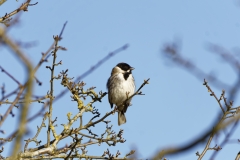 Male Reed Bunting