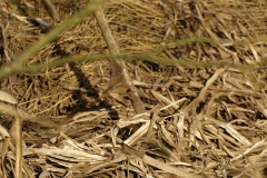 Wren in Flight