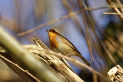 Robin Singing