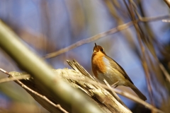 Robin Singing