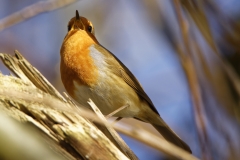 Robin Singing