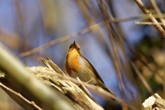 Robin Singing