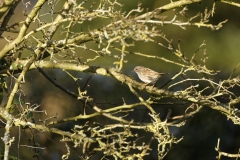 Dunnock