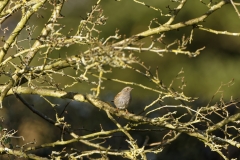 Dunnock