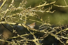 Dunnock