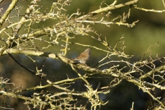 Dunnock