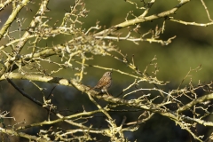 Dunnock