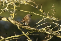 Dunnock