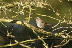 Dunnock