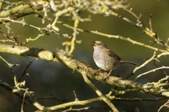 Singing Dunnock