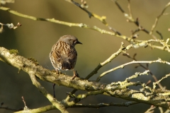 Dunnock