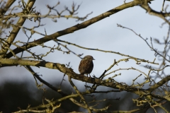 Dunnock