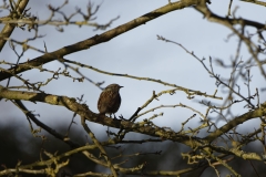 Dunnock