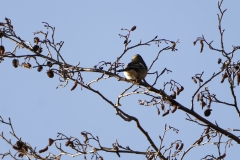 Male Chaffinch