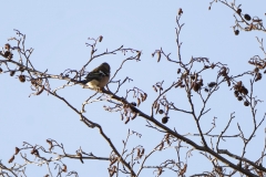 Male Chaffinch