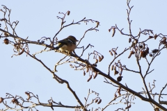 Male Chaffinch