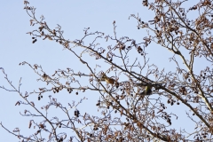 Chaffinch in Flight