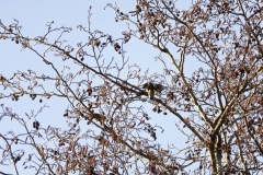 Chaffinch in Flight