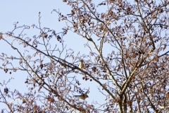 Chaffinch in Flight