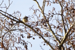 Male Chaffinch