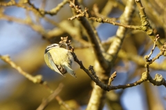 Blue Tit