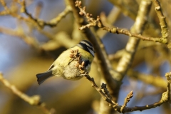 Blue Tit