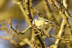 Blue Tit