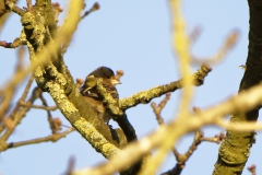 Female Chaffinch