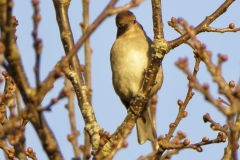 Female Chaffinch