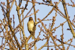 Female Chaffinch