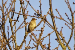 Female Chaffinch