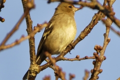 Female Chaffinch