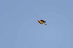 Redwing in Flight