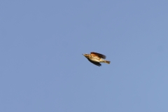 Redwing in Flight