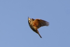 Redwing in Flight