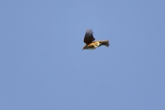 Redwing in Flight