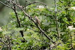 Sedge Warbler on Branch Side View