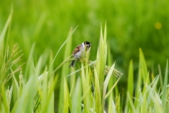 Male Reed Bunting on Reed Front View