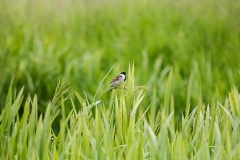 Male Reed Bunting on Reed Side View