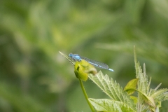 Blue Damsel Fly on Leaf Side View