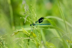 Blue Green Damsel Fly on Leaf Side View